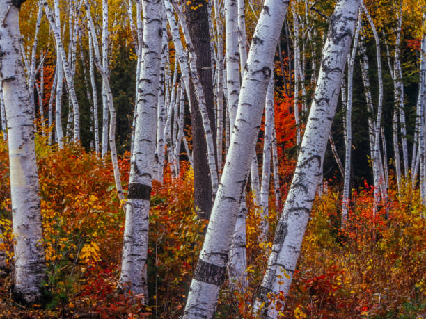 istock Autumn leaves in forest 1163708356