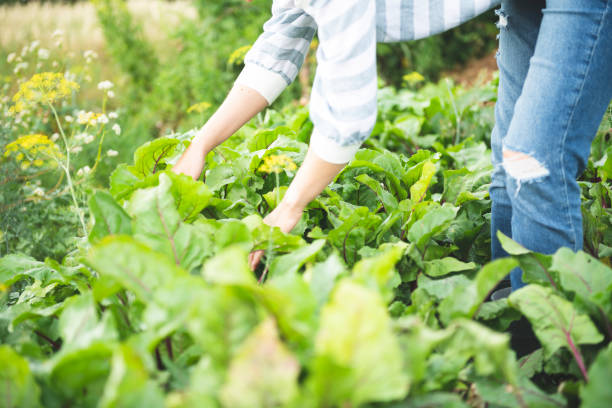 istock Young woman weeding in organic field 1163708376