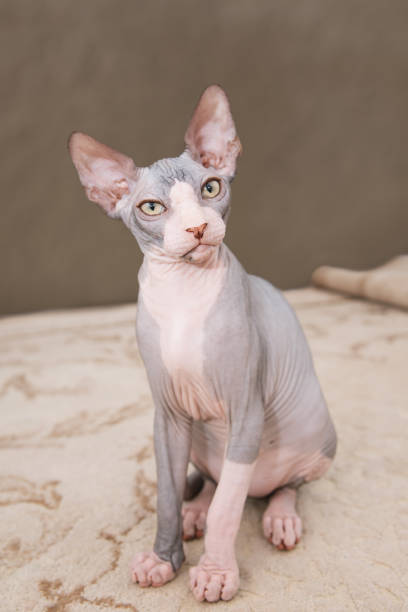Portrait Of Cat Sphinx Without Hair At Home Stock Photo - Download Image Now - Sphynx Hairless Cat, Animal, Animal Body Part - iStock Portrait Of Cat Sphinx Without Hair At Home Stock Photo - Download Image Now - Sphynx Hairless Cat, Animal, Animal Body Part - iStock