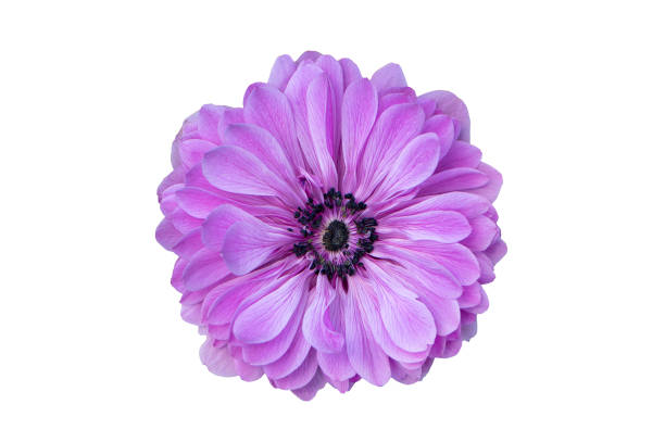 istock Big purple flower isolated on white background 1163708570