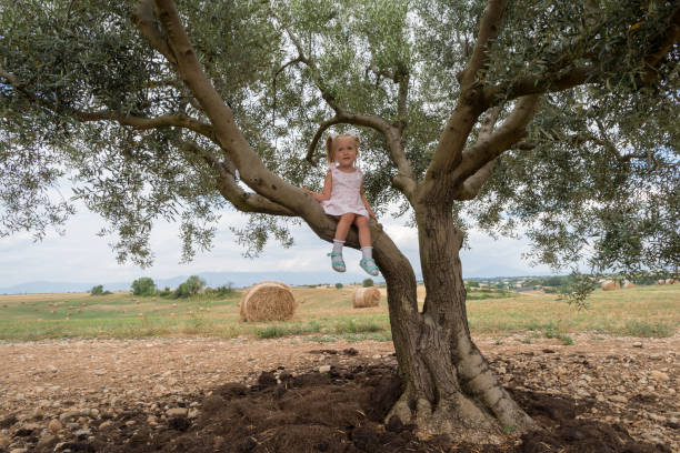istock Child girl climbing on a olive tree 1163708781