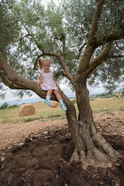 istock Child girl climbing on a olive tree 1163708875