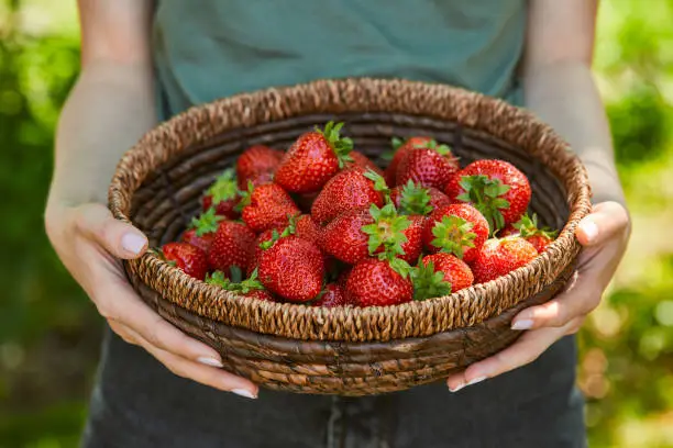 Photo of cropped view of woman holding wicker bowl with strawberries