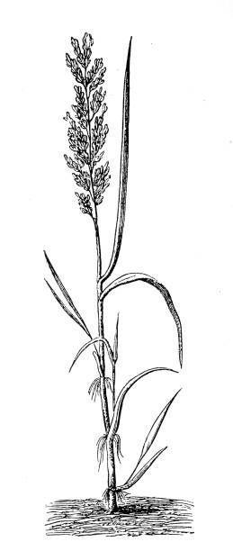 농업 공장 안톡산툼 악취 잔디 가족 - sweet grass stock illustrations