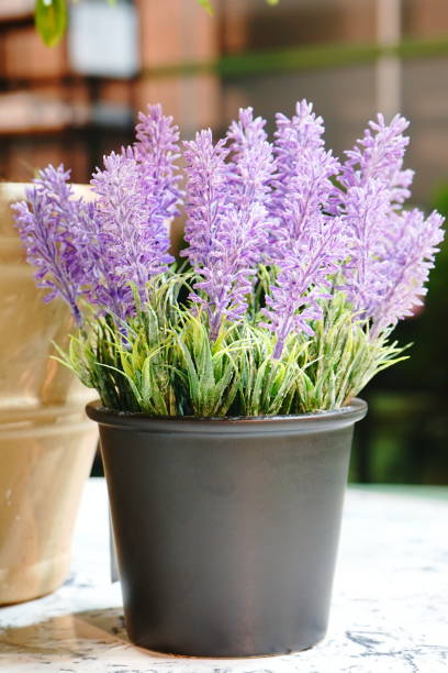 bouquet of lavender in pot - flower pot vase purple decor imagens e fotografias de stock