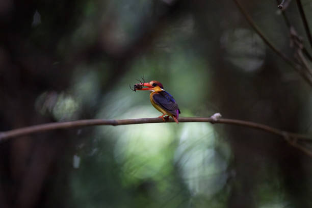 istock Kingfisher Birds : adult Oriental dwarf kingfisher (Ceyx erithaca) 1163711948