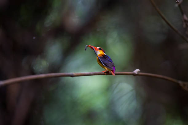 istock Kingfisher Birds : adult Oriental dwarf kingfisher (Ceyx erithaca) 1163712000