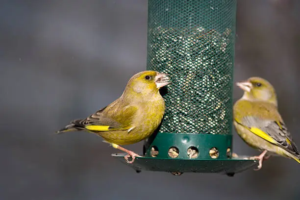 Carduelis chloris is widespread throughout Europe, north Africa and south west Asia. It is mainly resident, but some northernmost populations migrate further south. Greenfinches at a birdfeeder in winter. In aRGB color for beautiful prints.