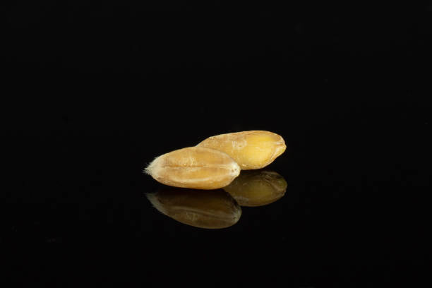 istock Dinkel wheat grain isolated on black glass 1163714785