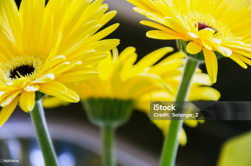 Yellow Gerbera Gerberas are beautifiul in any color, but bright yellow ones really stand out the most. Beauty Stock Photo