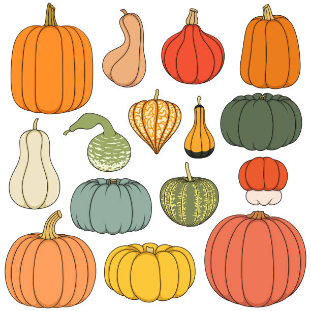Set of color illustrations with pumpkins of different shapes and varieties. Isolated objects. Set of color illustrations with pumpkins of different shapes and varieties. Isolated objects on white background. gourd stock illustrations