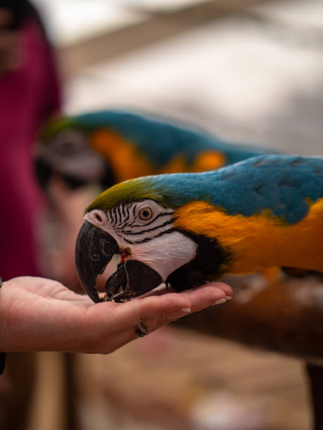 istock Macaw New World Parrots in Captivity 1163717562