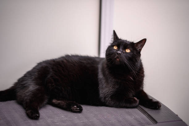 istock The black cat with green eyes 1163717570