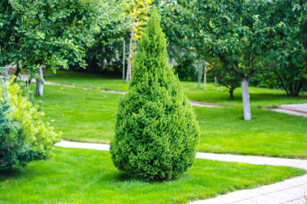 istock lonely thuja, arborvitae in the garden 1163717667