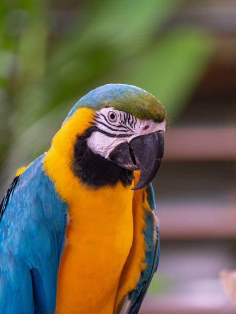 istock Macaw New World Parrots in Captivity 1163717675