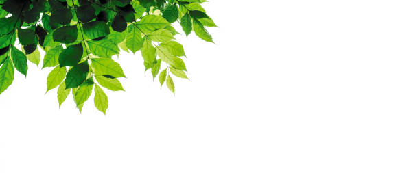 istock Green leaves isolated on white background with copy space 1163719422