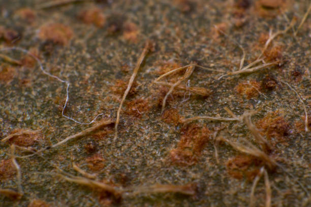 istock macro photo of a kiwi fruit surface 1163719688