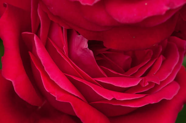 istock Beautiful red rose in nature.Natural red roses background 1163720458