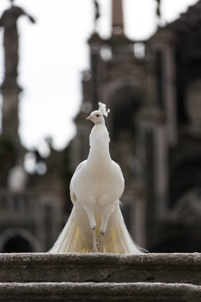 The peacock walks on the street on the pavement