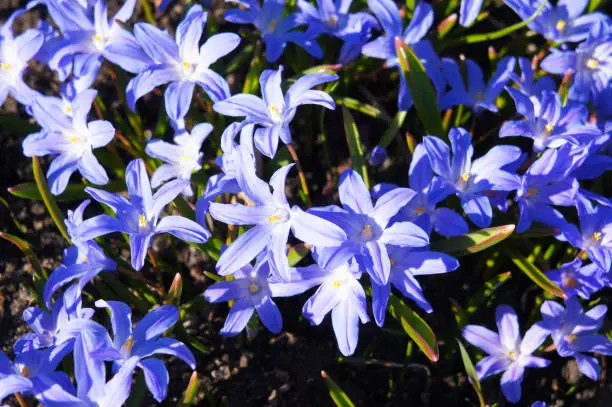 Chionodoxa forbesii blue giant or glory of the snow flowers background