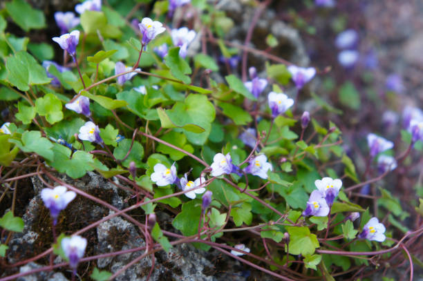 Cymbalaria muralis ivy-leaved toadflax or coliseum ivy purple flowers Cymbalaria muralis ivy-leaved toadflax or coliseum ivy purple flowers linaria cymbalaria stock pictures, royalty-free photos & images