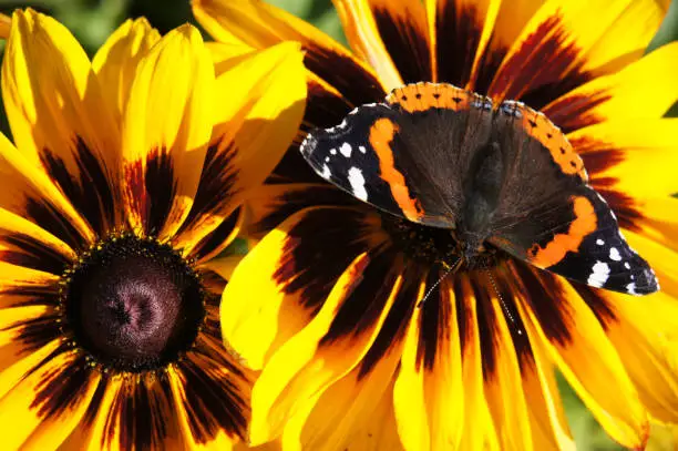 Yellow and brown rudbeckia or black-eyed-susan flowers close up with vanessa atalanta or red admiral butterfly