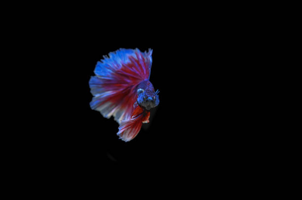 istock Beautiful fish in Thailand 1163723571