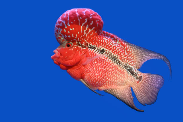 istock Beautiful Cichlids on a blue background. 1163723679