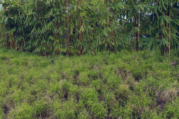 Landscape, green environment public park. Natural background.