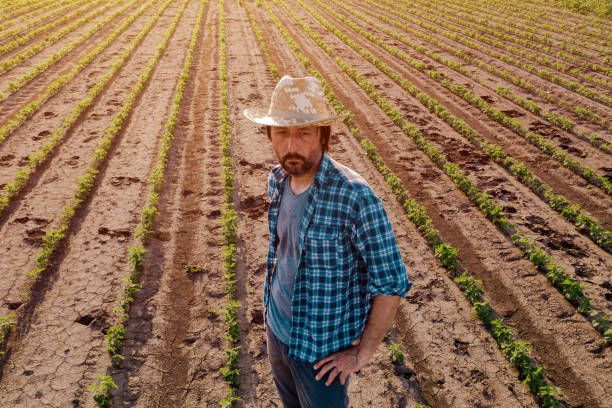 istock Farmer standing in cultivated soybean field 1163725858
