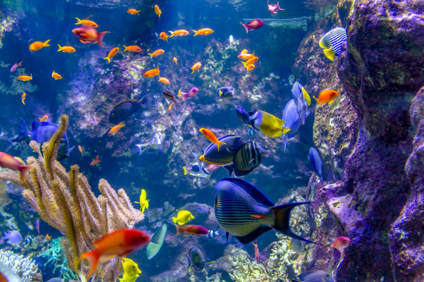 istock colorful reef fishes 1163725965