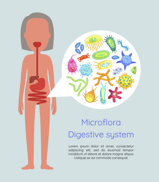 Microflora Digestive System Vector Illustration Stock Illustration -  Download Image Now - Microbiome, Abdomen, Intestine - iStock