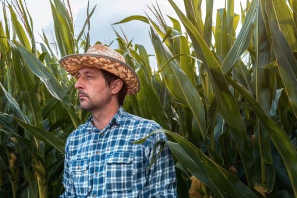 istock Serious corn farmer portrait in cultivated field 1163726536