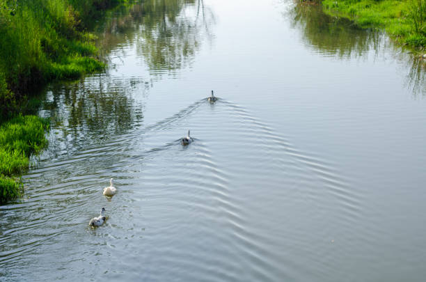 A cute family of ducks are swimming on the pond. Shallow DOF