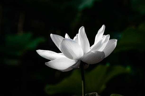 Blooming lotus in the lotus pond