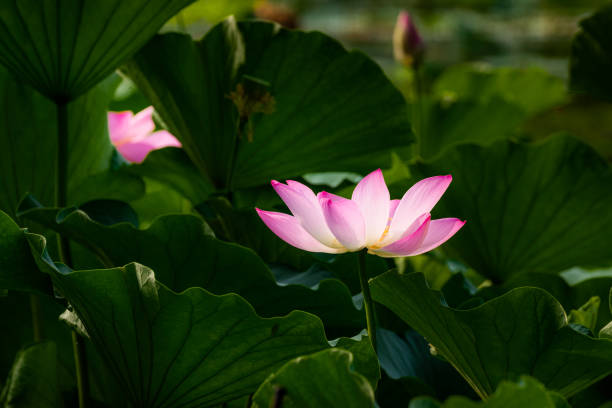istock Blooming lotus in the lotus pond 1163729137