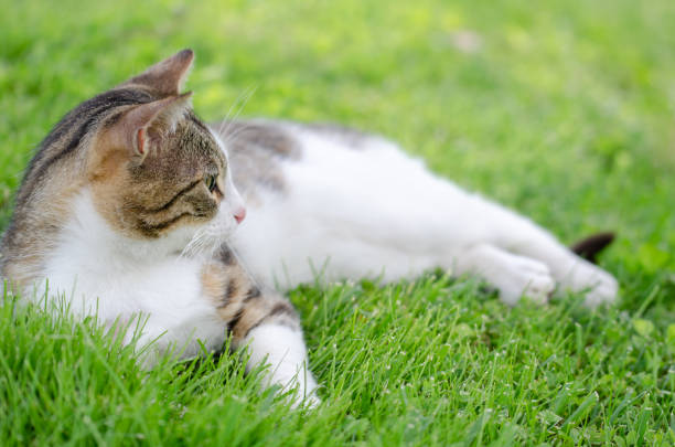 istock The portrait of the cat 1163729507