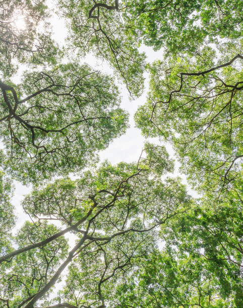 istock Branches of green leaves under the tree 1163729508