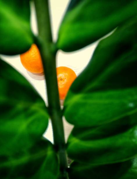 Zamiokulkas and 2 oranges
