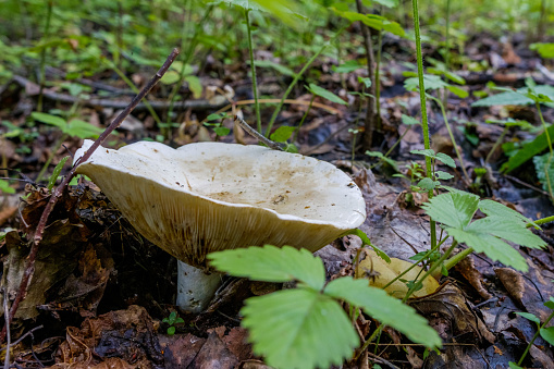 Forest boletus mushroom growing in the forest. Natural source of vegetable protein. Traditional Russian delicacy