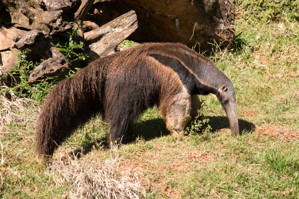 bandera tamanduá - anteater fotografías e imágenes de stock