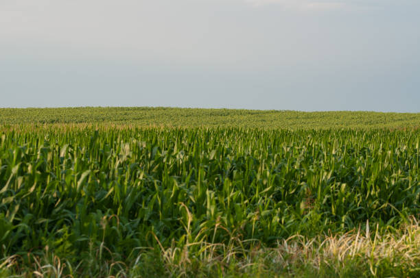 istock Windmills and sunflowers in the field. 1163730972