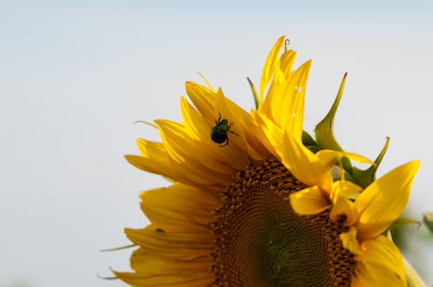 istock Bee collect nectar from a sunflower in a filed 1163731804