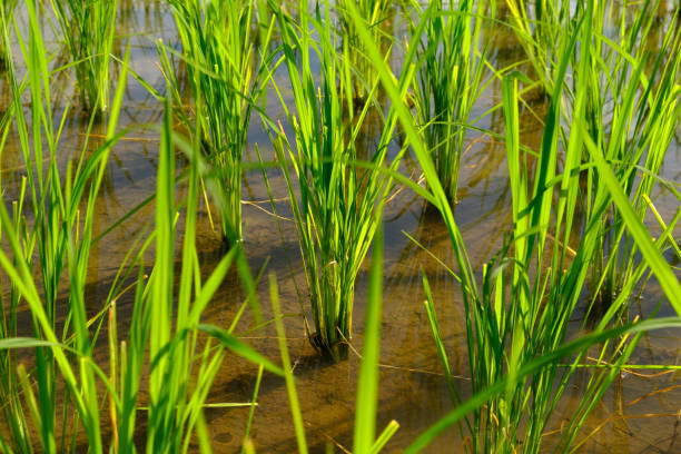 istock Rice is grown in the rice paddies 1163731866