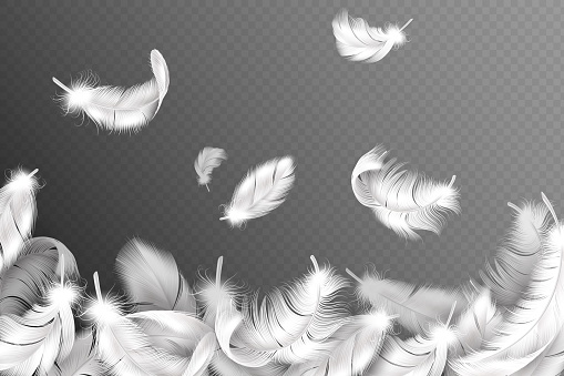 White feathers background. Falling flying fluffy swan, dove or angel wings feather, soft bird plumage. Style flyer with down object silhouette vector concept