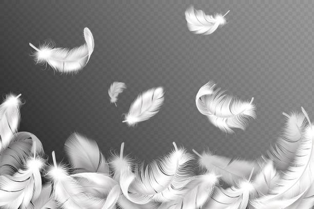 White feathers background. Falling flying fluffy swan, dove or angel wings feather, soft bird plumage. Style flyer vector concept White feathers background. Falling flying fluffy swan, dove or angel wings feather, soft bird plumage. Style flyer with down object silhouette vector concept feather illustrations stock illustrations