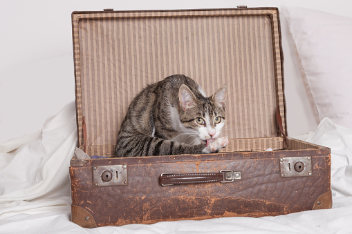 British silver cat on red background mad on suitcase