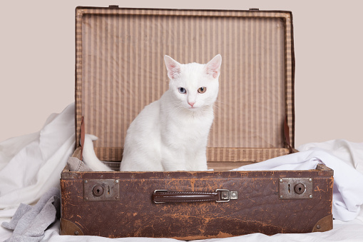white young cat sitting in retro suitcase