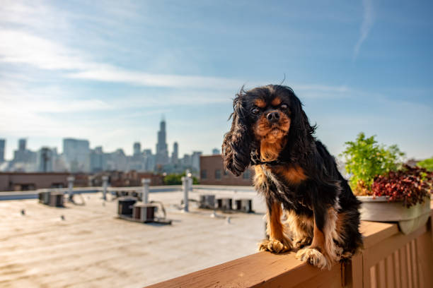 istock Cute Cavalier King Charles Spaniel on a rooftop in the city 1163732211