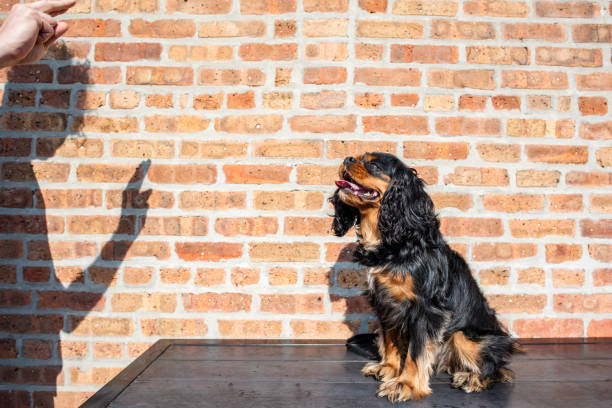 istock Cute Cavalier King Charles Spaniel training in front of a brick wall 1163732215